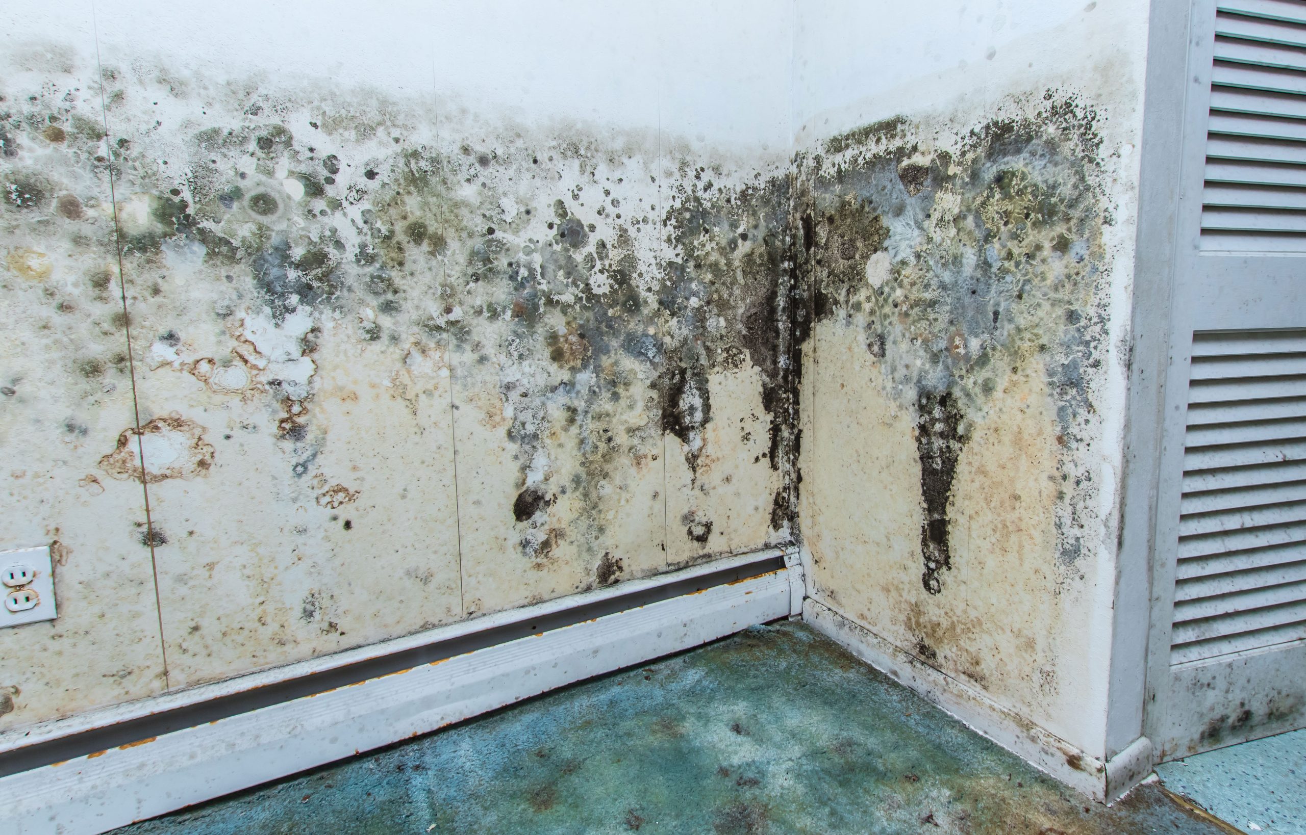 mold removal winder ga